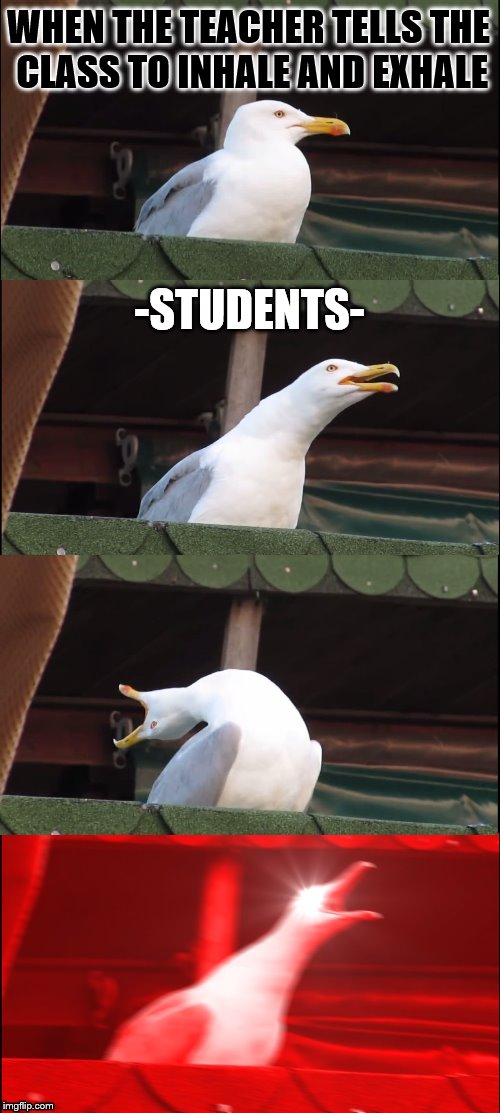 Inhaling Seagull | WHEN THE TEACHER TELLS THE CLASS TO INHALE AND EXHALE; -STUDENTS- | image tagged in memes,inhaling seagull | made w/ Imgflip meme maker