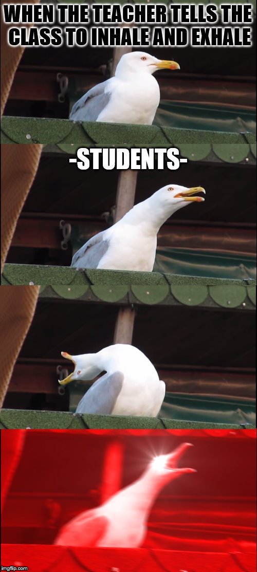Inhaling Seagull Meme | WHEN THE TEACHER TELLS THE CLASS TO INHALE AND EXHALE; -STUDENTS- | image tagged in memes,inhaling seagull | made w/ Imgflip meme maker
