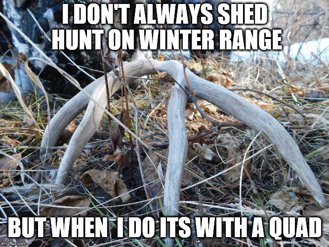 I DON'T ALWAYS SHED HUNT ON WINTER RANGE; BUT WHEN  I DO ITS WITH A QUAD | made w/ Imgflip meme maker