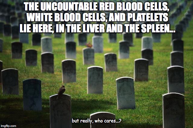 graveyard cemetary | THE UNCOUNTABLE RED BLOOD CELLS, WHITE BLOOD CELLS, AND PLATELETS LIE HERE, IN THE LIVER AND THE SPLEEN... but really, who cares...? | image tagged in graveyard cemetary | made w/ Imgflip meme maker