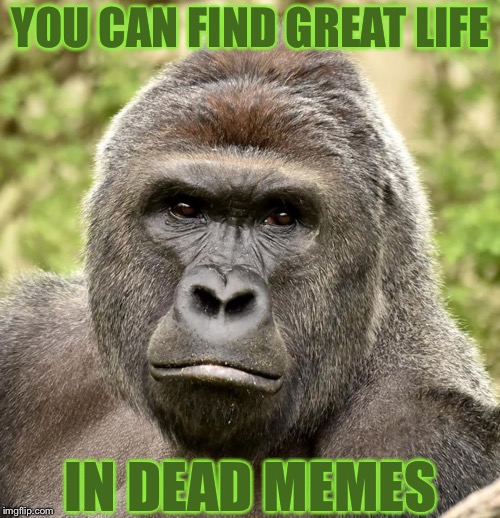 Har | YOU CAN FIND GREAT LIFE IN DEAD MEMES | image tagged in har,memes,harambe,imgflip humor,imgflip | made w/ Imgflip meme maker