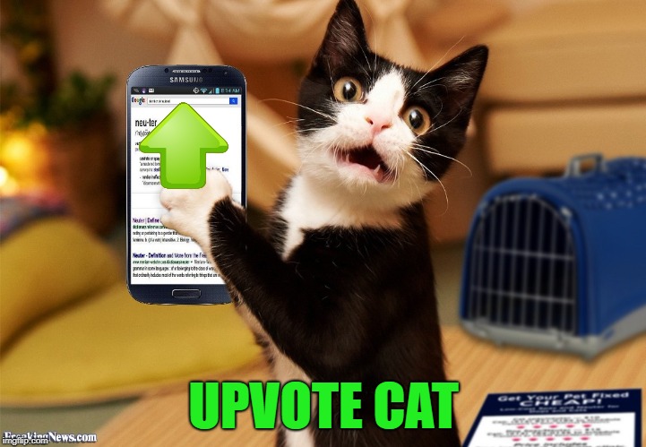 UPVOTE CAT | made w/ Imgflip meme maker