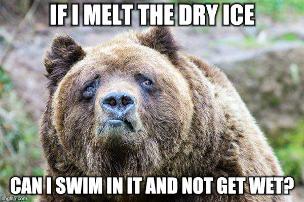 I was just thinkin' | IF I MELT THE DRY ICE; CAN I SWIM IN IT AND NOT GET WET? | image tagged in animals,bear,wildlife | made w/ Imgflip meme maker