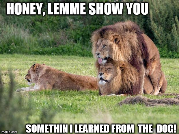 lemme show you somethin cool babe | HONEY, LEMME SHOW YOU; SOMETHIN I LEARNED FROM  THE  DOG! | image tagged in lion hump,doggie style,lion  babe | made w/ Imgflip meme maker