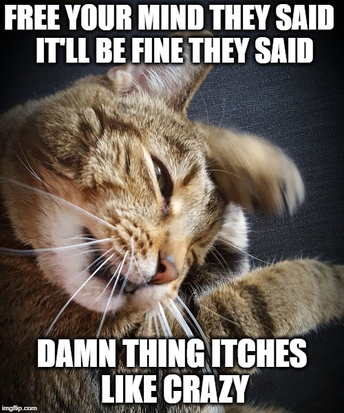 Matrix cat | FREE YOUR MIND THEY SAID
 IT'LL BE FINE THEY SAID; DAMN THING ITCHES LIKE CRAZY | image tagged in funny cat memes,cat memes,cat meme,matrix,free your mind | made w/ Imgflip meme maker