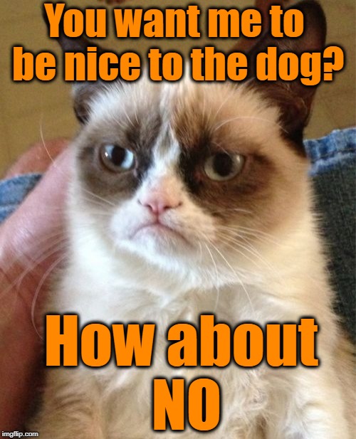 "Kiss my azz" week (A Grumpy Cat event) | You want me to be nice to the dog? How about NO | image tagged in memes,grumpy cat | made w/ Imgflip meme maker