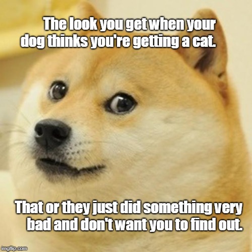 Doge Meme | The look you get when your dog thinks you're getting a cat. That or they just did something very bad and don't want you to find out. | image tagged in memes,doge | made w/ Imgflip meme maker
