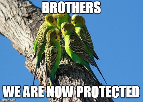 The Meeting | BROTHERS WE ARE NOW PROTECTED | image tagged in the meeting | made w/ Imgflip meme maker