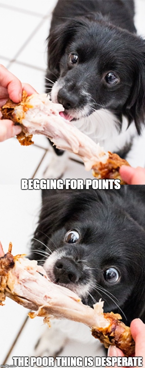 Begging for points | BEGGING FOR POINTS; THE POOR THING IS DESPERATE | image tagged in memes | made w/ Imgflip meme maker