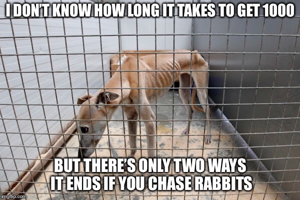 I DON’T KNOW HOW LONG IT TAKES TO GET 1000 BUT THERE’S ONLY TWO WAYS IT ENDS IF YOU CHASE RABBITS | made w/ Imgflip meme maker