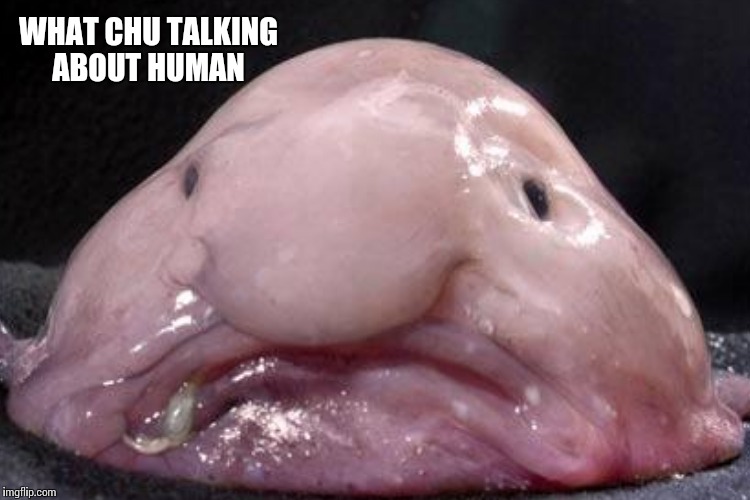 WHAT CHU TALKING ABOUT HUMAN | made w/ Imgflip meme maker