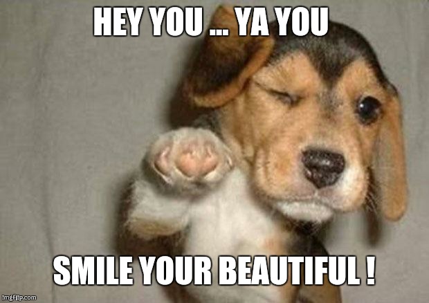 Pointing puppy | HEY YOU ... YA YOU; SMILE YOUR BEAUTIFUL ! | image tagged in pointing puppy | made w/ Imgflip meme maker