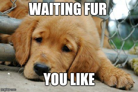 sad puppy | WAITING FUR; YOU LIKE | image tagged in sad puppy | made w/ Imgflip meme maker