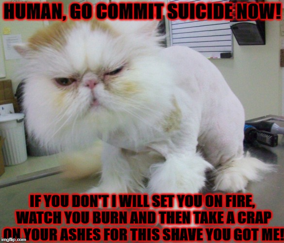 HUMAN, GO COMMIT SUICIDE NOW! IF YOU DON'T I WILL SET YOU ON FIRE, WATCH YOU BURN AND THEN TAKE A CRAP ON YOUR ASHES FOR THIS SHAVE YOU GOT ME! | image tagged in enraged persian | made w/ Imgflip meme maker