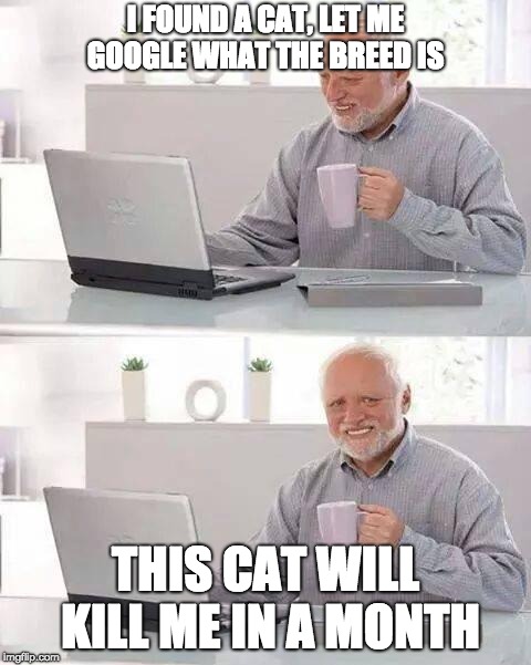 When you just learned how to Google | I FOUND A CAT, LET ME GOOGLE WHAT THE BREED IS; THIS CAT WILL KILL ME IN A MONTH | image tagged in memes,hide the pain harold | made w/ Imgflip meme maker