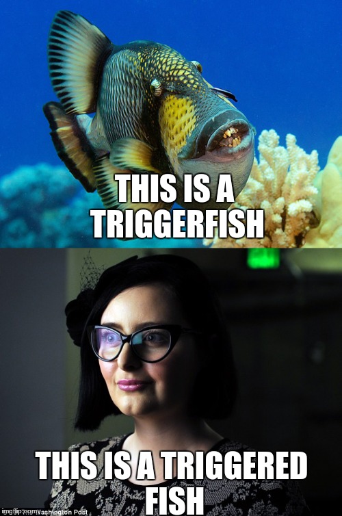 Something Fishy | THIS IS A TRIGGERFISH; THIS IS A TRIGGERED FISH | image tagged in fish,triggered,triggered feminist,liberals | made w/ Imgflip meme maker