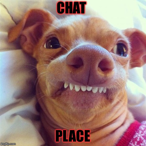 Snap Chat Dog Filter | CHAT; PLACE | image tagged in snap chat dog filter | made w/ Imgflip meme maker