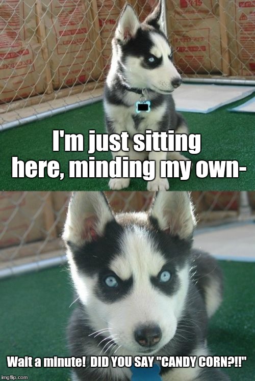 My Dogs Are Like This XP | I'm just sitting here, minding my own-; Wait a minute!  DID YOU SAY "CANDY CORN?!!" | image tagged in memes,insanity puppy,dogs,food | made w/ Imgflip meme maker