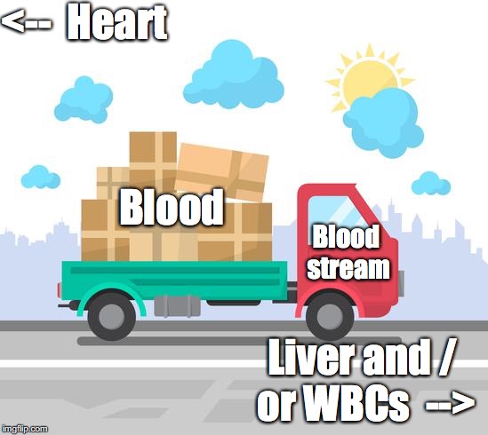 Bloodstream in a Nutshell  | <--  Heart; Blood; Blood stream; Liver and / or WBCs  --> | image tagged in blood,anatomy,science | made w/ Imgflip meme maker