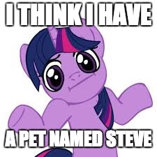 twilight shrugs | I THINK I HAVE; A PET NAMED STEVE | image tagged in twilight shrugs | made w/ Imgflip meme maker