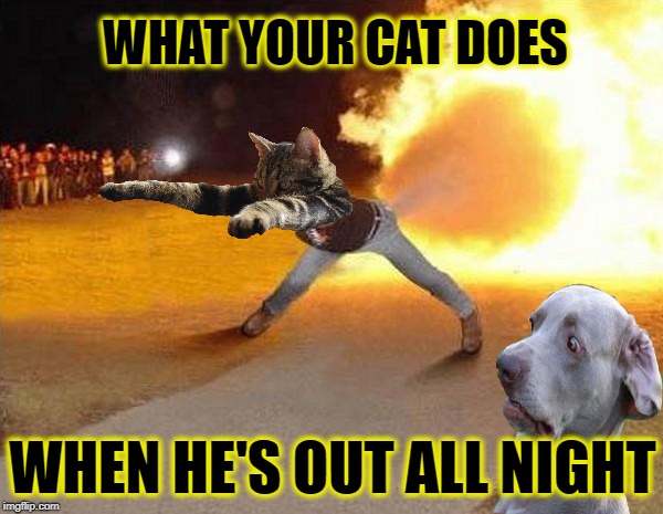 Bad Kitty! | WHAT YOUR CAT DOES; WHEN HE'S OUT ALL NIGHT | image tagged in fire fart,funny memes,cat,dog | made w/ Imgflip meme maker