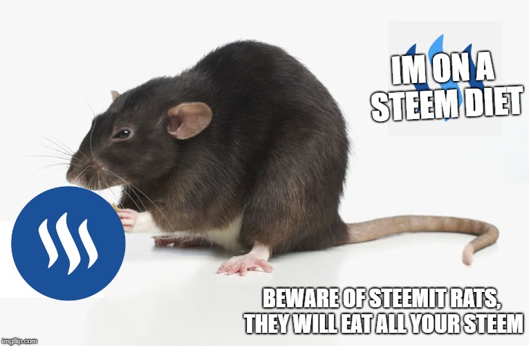 IM ON A STEEM DIET; BEWARE OF STEEMIT RATS, THEY WILL EAT ALL YOUR STEEM | made w/ Imgflip meme maker