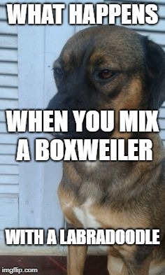 WHAT HAPPENS; WHEN YOU MIX A BOXWEILER; WITH A LABRADOODLE | image tagged in wondering boxweiler | made w/ Imgflip meme maker