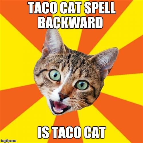 Bad Advice Cat | TACO CAT SPELL BACKWARD; IS TACO CAT | image tagged in memes,bad advice cat | made w/ Imgflip meme maker