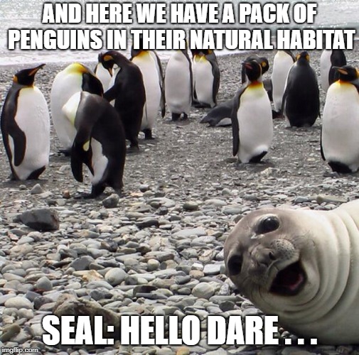 Me and the cool kids | AND HERE WE HAVE A PACK OF PENGUINS IN THEIR NATURAL HABITAT; SEAL: HELLO DARE . . . | image tagged in me and the cool kids | made w/ Imgflip meme maker