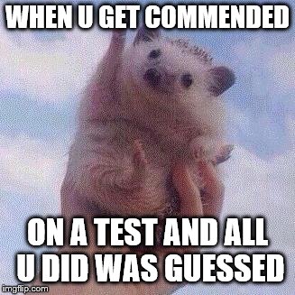 Encouraging Hedgehog | WHEN U GET COMMENDED; ON A TEST AND ALL U DID WAS GUESSED | image tagged in encouraging hedgehog | made w/ Imgflip meme maker