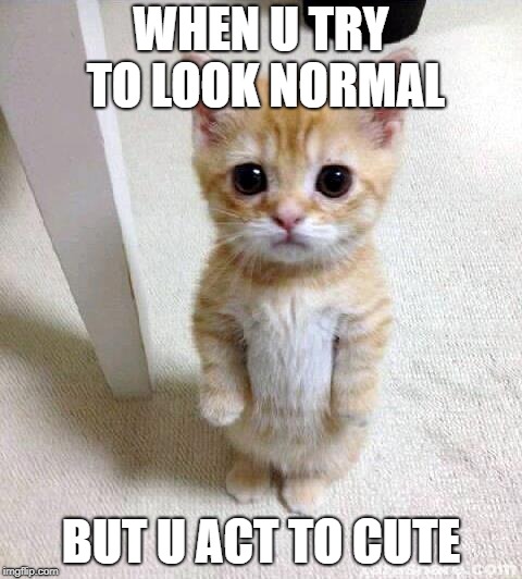Cute Cat Meme | WHEN U TRY TO LOOK NORMAL; BUT U ACT TO CUTE | image tagged in memes,cute cat | made w/ Imgflip meme maker