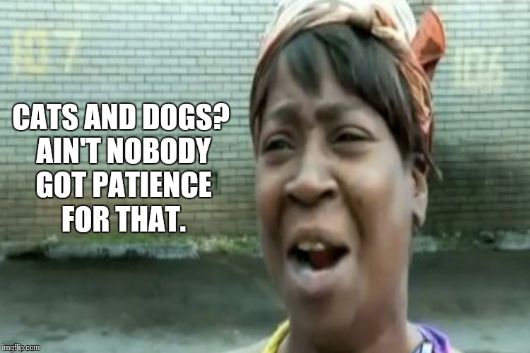 CATS AND DOGS? AIN'T NOBODY GOT PATIENCE FOR THAT. | made w/ Imgflip meme maker