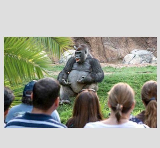 High Quality gorilla lecturing Blank Meme Template