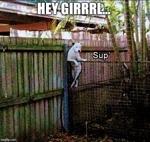 HEY GIRRRL... | image tagged in dog chillin | made w/ Imgflip meme maker