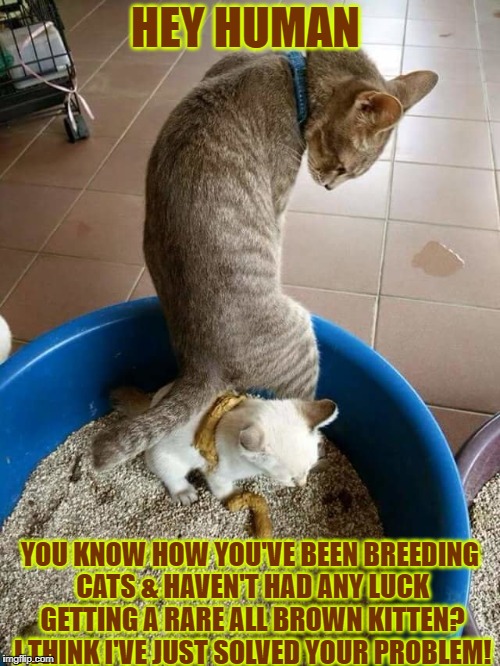 FELINE ARTWORK | HEY HUMAN; YOU KNOW HOW YOU'VE BEEN BREEDING CATS & HAVEN'T HAD ANY LUCK GETTING A RARE ALL BROWN KITTEN? I THINK I'VE JUST SOLVED YOUR PROBLEM! | image tagged in feline artwork | made w/ Imgflip meme maker