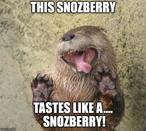 Snozberry Seal | THIS SNOZBERRY; TASTES LIKE A.... SNOZBERRY! | image tagged in funny animals,animals,funny | made w/ Imgflip meme maker