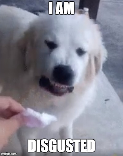 This dog is utterly disgusted... | I AM; DISGUSTED | image tagged in disgusted,doge,funny,funny animals,funny dogs | made w/ Imgflip meme maker