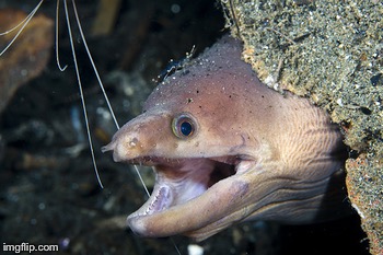 Happy Eel | . | image tagged in happy eel | made w/ Imgflip meme maker