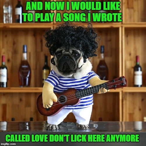 and now i would like to play a song i wrote  | AND NOW I WOULD LIKE TO PLAY A SONG I WROTE; CALLED LOVE DON'T LICK HERE ANYMORE | image tagged in dog | made w/ Imgflip meme maker