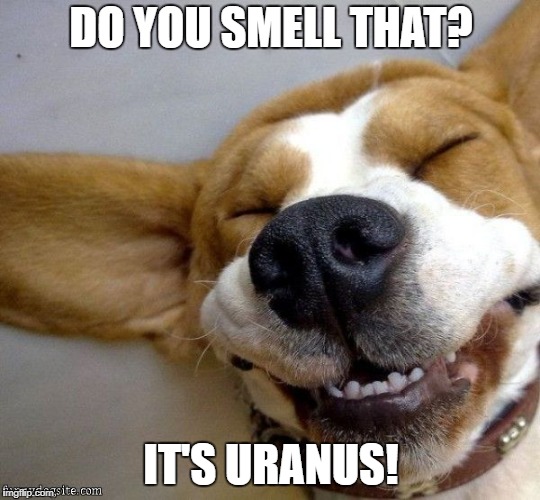Corgi making a Uranus joke | DO YOU SMELL THAT? IT'S URANUS! | image tagged in laughing corgi,corgi,uranus,uranus jokes | made w/ Imgflip meme maker