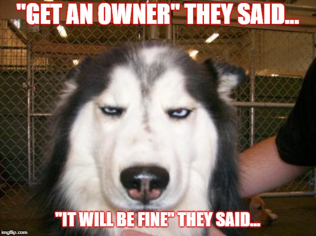 Annoyed Dog | ''GET AN OWNER" THEY SAID... "IT WILL BE FINE" THEY SAID... | image tagged in annoyed dog | made w/ Imgflip meme maker