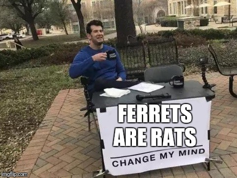 ferrets are rats change my mind | FERRETS ARE RATS | image tagged in ferret | made w/ Imgflip meme maker