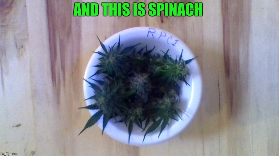 AND THIS IS SPINACH | made w/ Imgflip meme maker