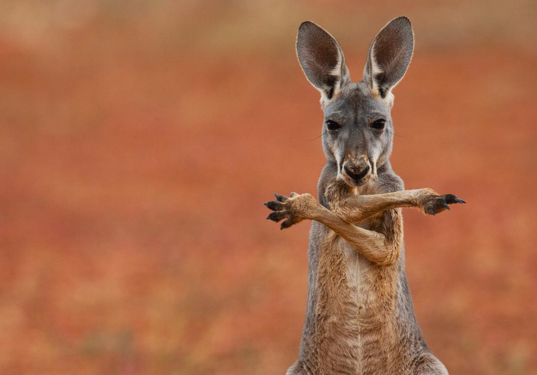High Quality Kangaroo Stretch Blank Meme Template