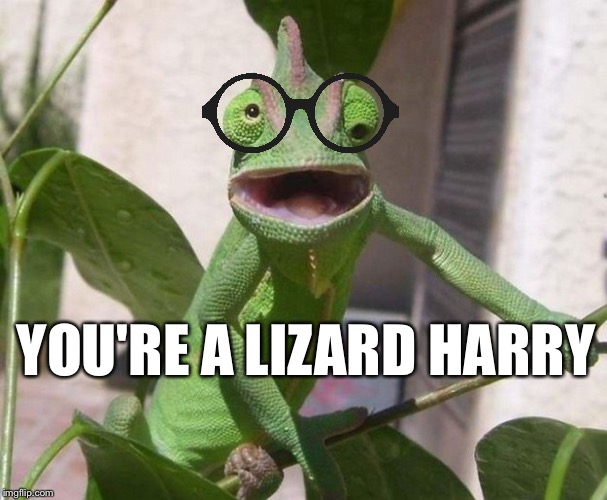 Confused Lizard | YOU'RE A LIZARD HARRY | image tagged in lizard,wizard,harry potter,you're a wizard harry,hagrid | made w/ Imgflip meme maker