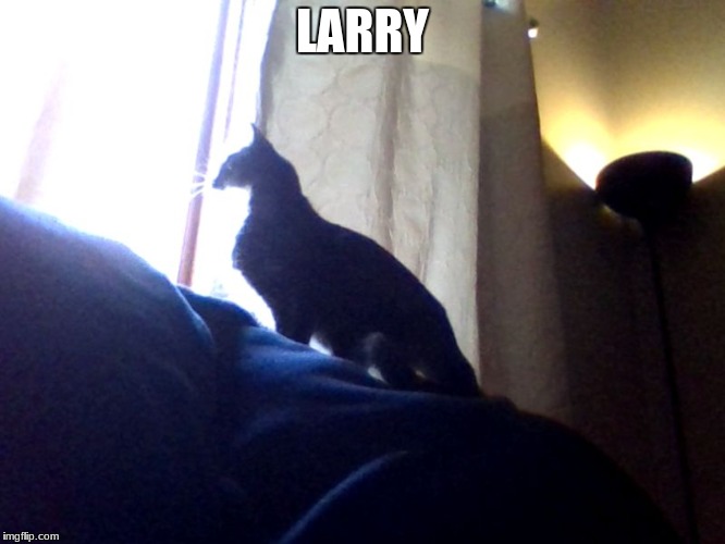 larry the cat | LARRY | image tagged in larry the cat | made w/ Imgflip meme maker