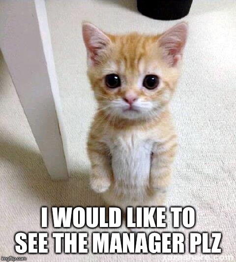 Cute Cat | I WOULD LIKE TO SEE THE MANAGER PLZ | image tagged in memes,cute cat | made w/ Imgflip meme maker