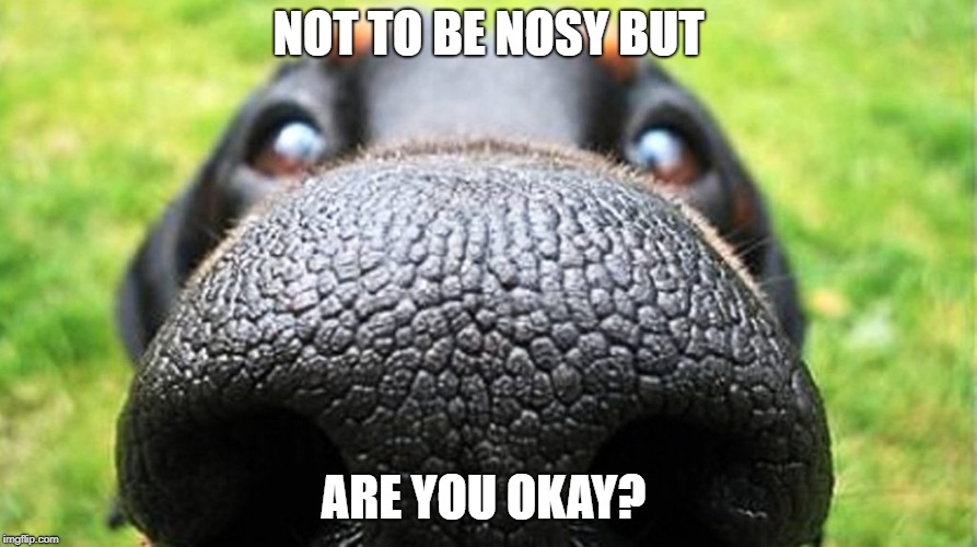 Not to be nosy, but are you okay? | NOT TO BE NOSY BUT; ARE YOU OKAY? | image tagged in dog nose,funny,humor,love,friend,dog | made w/ Imgflip meme maker