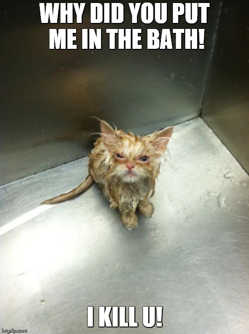 Kill You Cat | WHY DID YOU PUT ME IN THE BATH! I KILL U! | image tagged in memes,kill you cat | made w/ Imgflip meme maker
