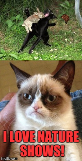 Grumpy Cat loves Nat Geo | I LOVE NATURE SHOWS! | image tagged in grumpy cat | made w/ Imgflip meme maker